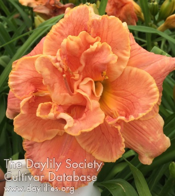 Daylily Double Surprise